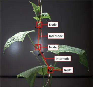 三维点云在数字植物表型分析中的附加价值——以黄瓜节间长度测量为例